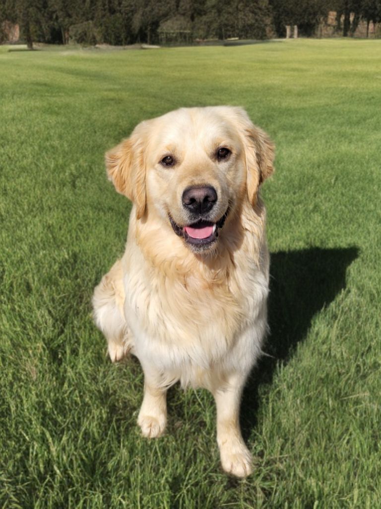 Les Golden Retriever de l'affixe Des Plumes D'Orphée