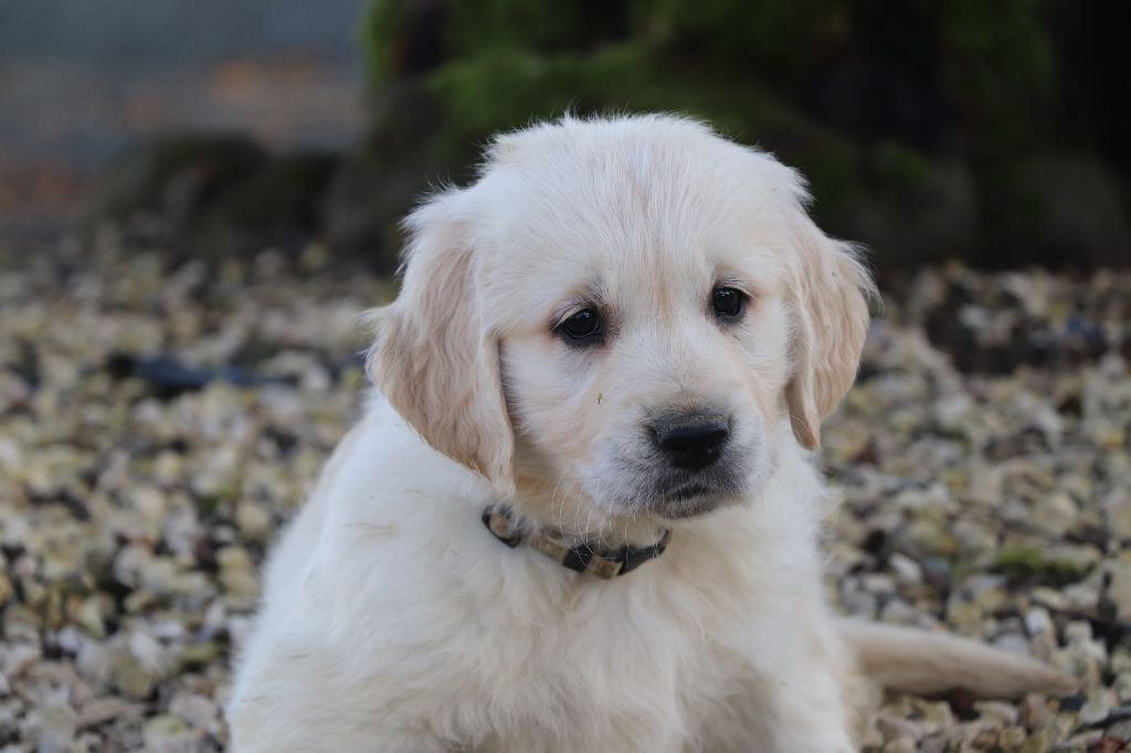 Des Plumes D'Orphée - Chiot disponible  - Golden Retriever