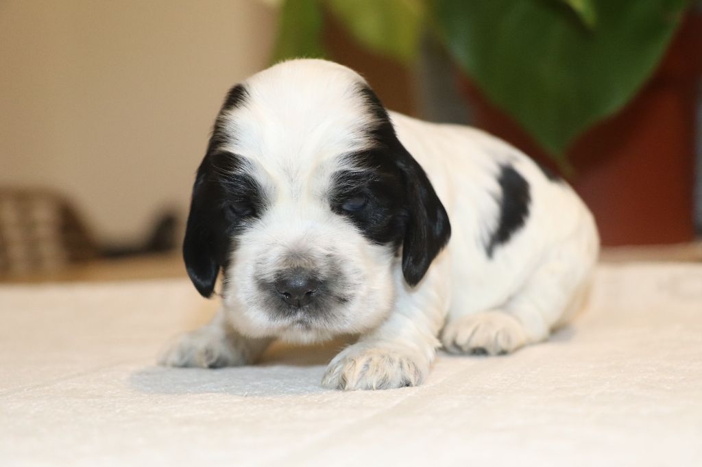 Des Plumes D'Orphée - Chiot disponible  - Cocker Spaniel Anglais