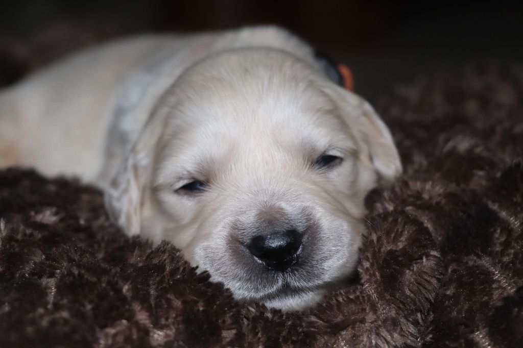 Des Plumes D'Orphée - Chiot disponible  - Golden Retriever