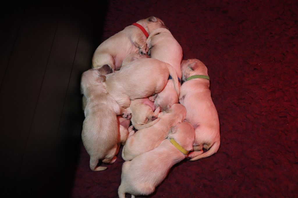 chiot Golden Retriever Des Plumes D'Orphée