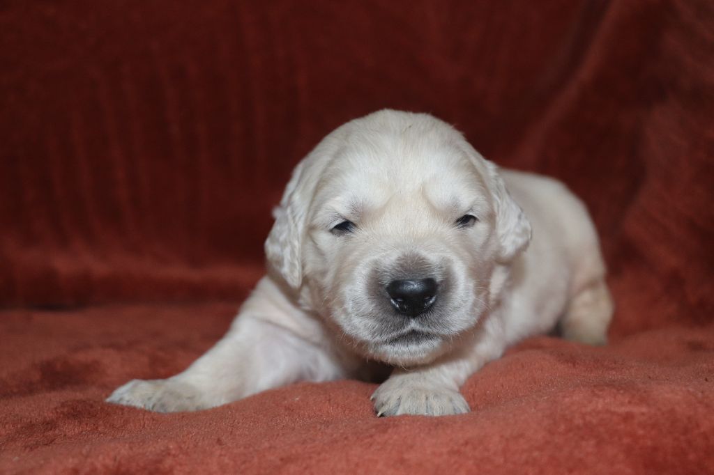 Des Plumes D'Orphée - Chiot disponible  - Golden Retriever