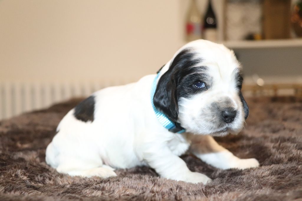 Des Plumes D'Orphée - Chiot disponible  - Cocker Spaniel Anglais