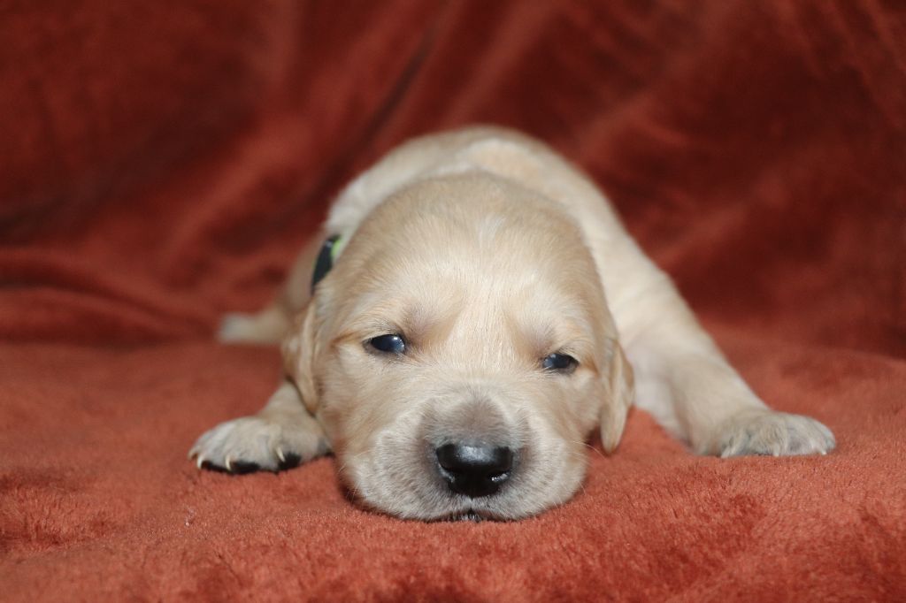 Des Plumes D'Orphée - Chiot disponible  - Golden Retriever