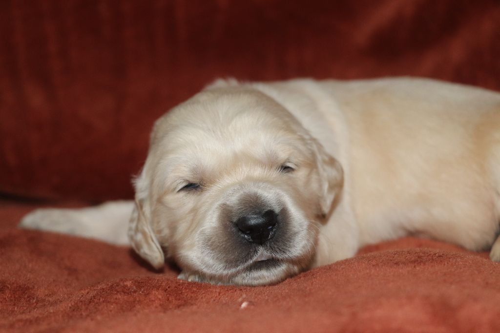 Des Plumes D'Orphée - Chiot disponible  - Golden Retriever