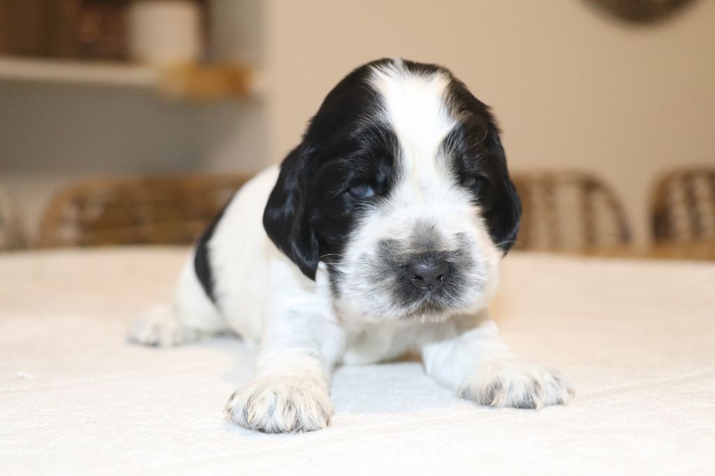 Des Plumes D'Orphée - Chiot disponible  - Cocker Spaniel Anglais