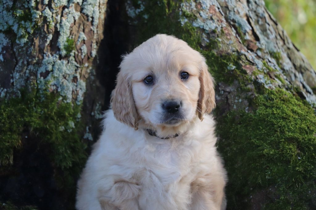 Des Plumes D'Orphée - Chiot disponible  - Golden Retriever