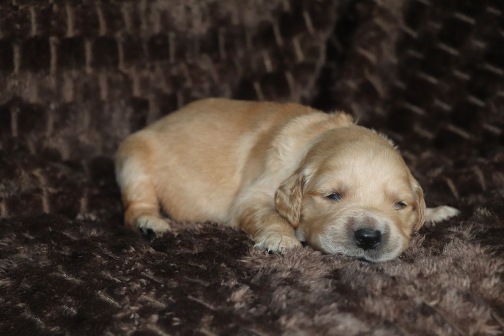 Des Plumes D'Orphée - Chiot disponible  - Golden Retriever