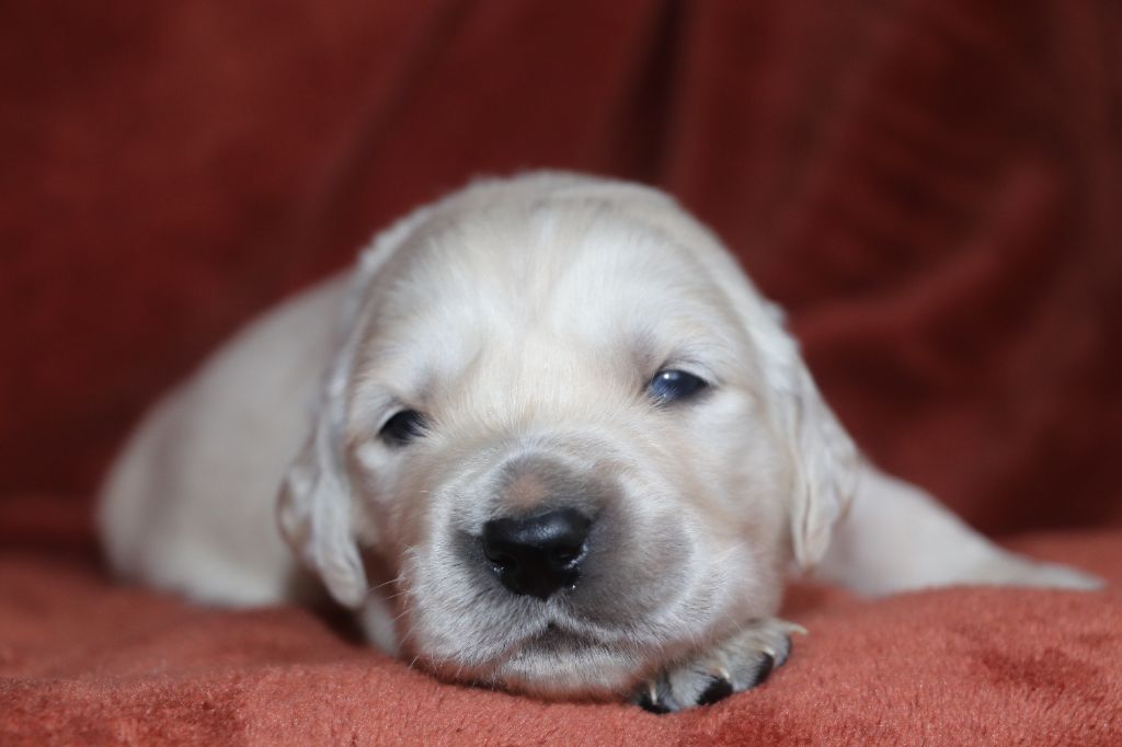 Des Plumes D'Orphée - Chiot disponible  - Golden Retriever