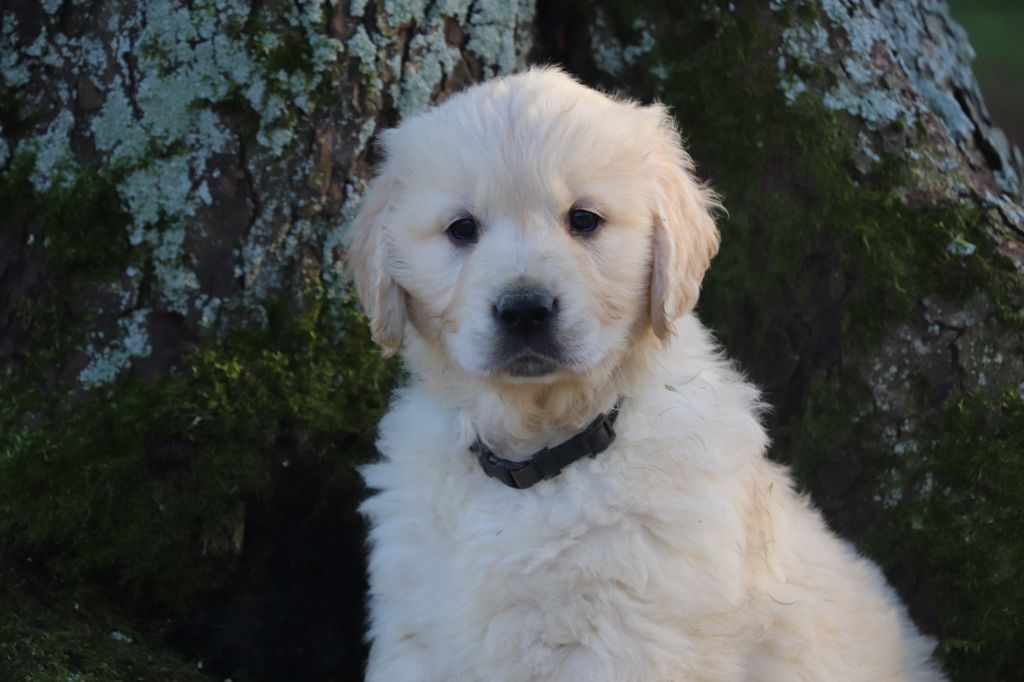 Des Plumes D'Orphée - Chiot disponible  - Golden Retriever