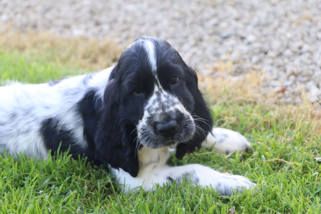 Des Plumes D'Orphée - Chiot disponible  - Cocker Spaniel Anglais