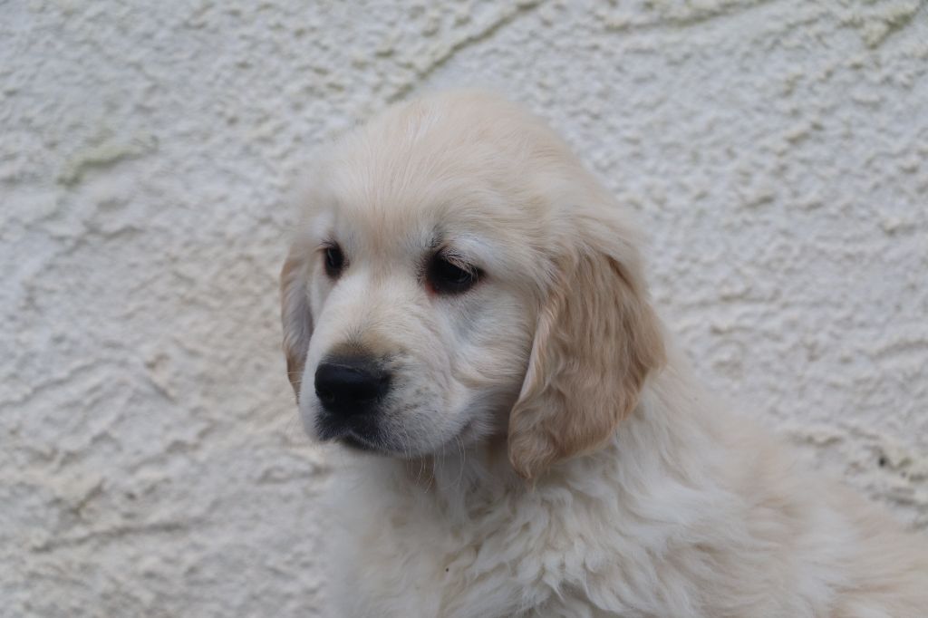 Des Plumes D'Orphée - Chiot disponible  - Golden Retriever