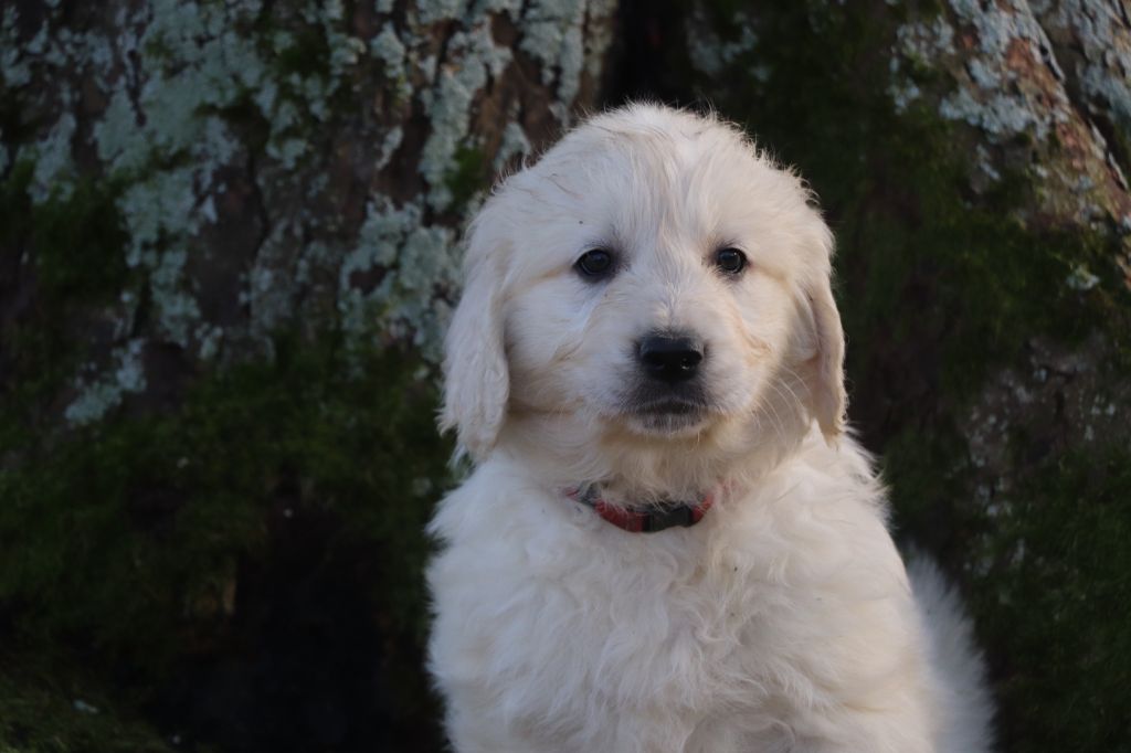 Des Plumes D'Orphée - Chiot disponible  - Golden Retriever