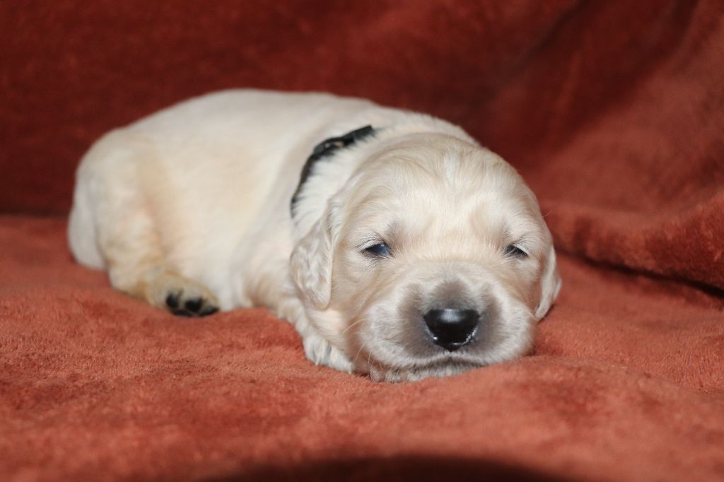 Des Plumes D'Orphée - Chiot disponible  - Golden Retriever