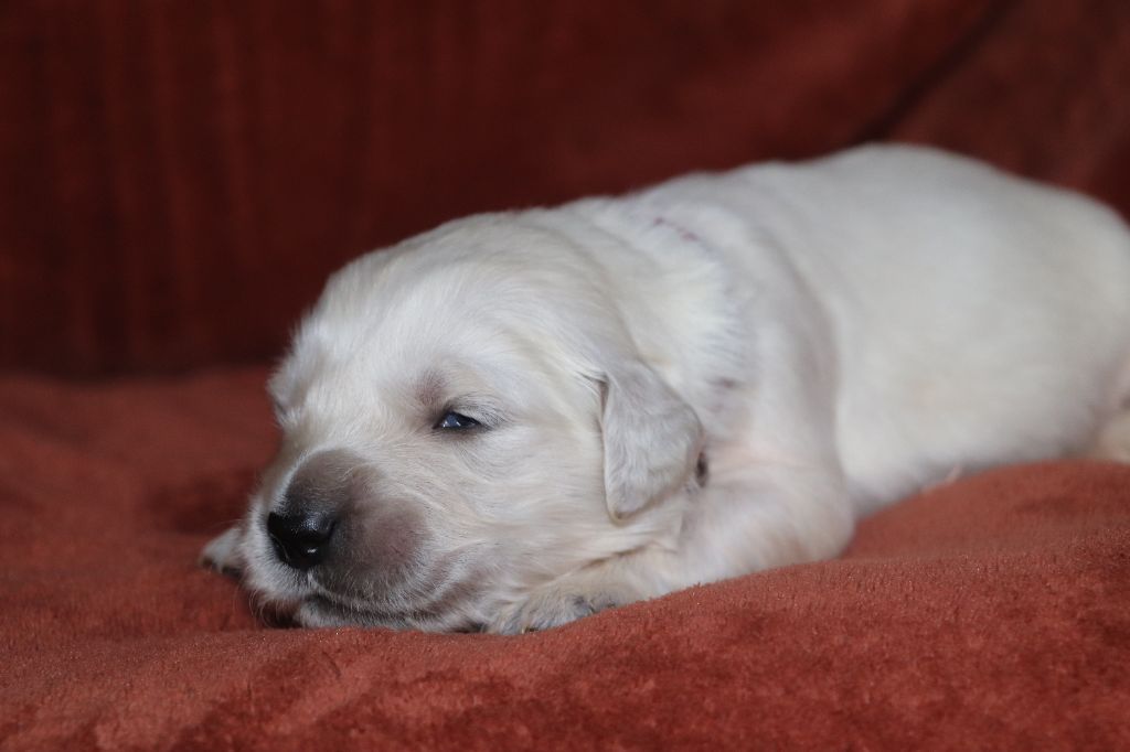 Des Plumes D'Orphée - Chiot disponible  - Golden Retriever