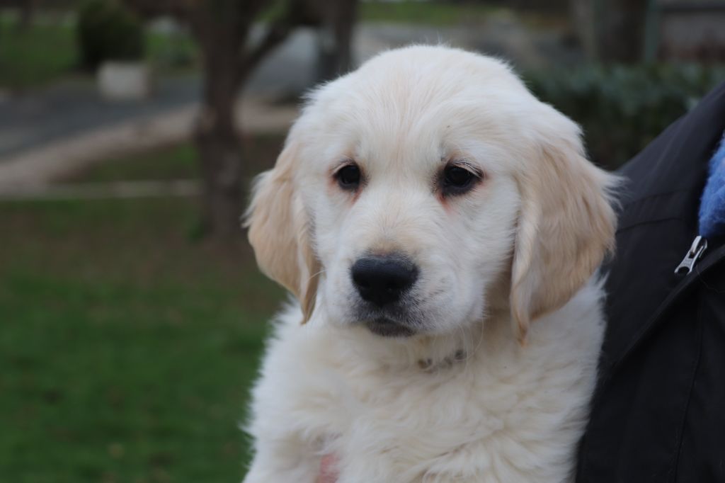 Des Plumes D'Orphée - Chiot disponible  - Golden Retriever