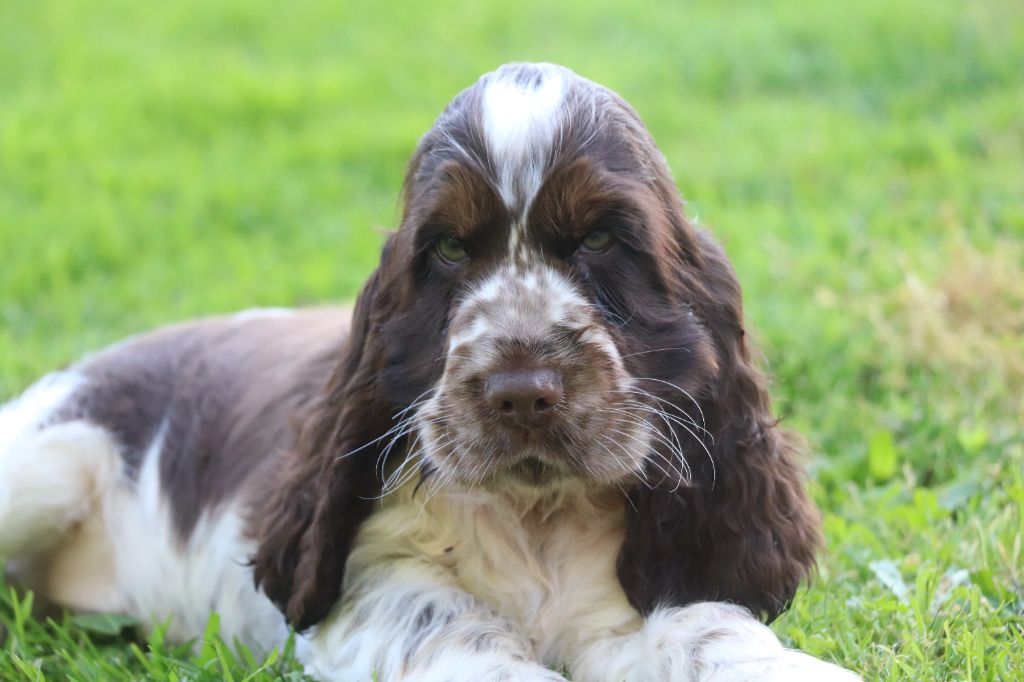 Des Plumes D'Orphée - Chiot disponible  - Cocker Spaniel Anglais