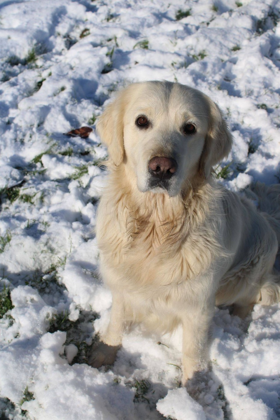 (Viki) Vic du grand sénéchal