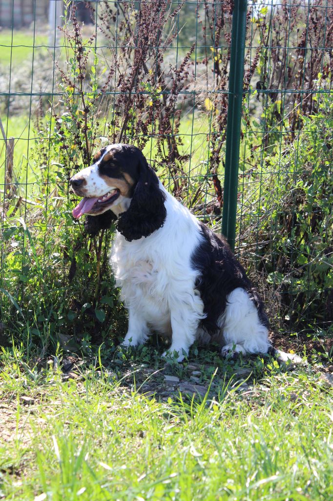 Tokyo de l etang au miroir