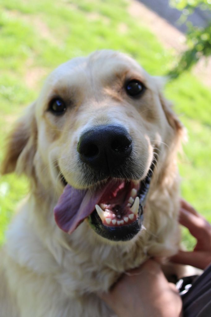 Talia Du Domaine d'Hyrule