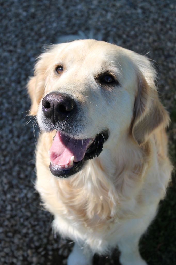 Shelby du Domaine des Bois de Brie