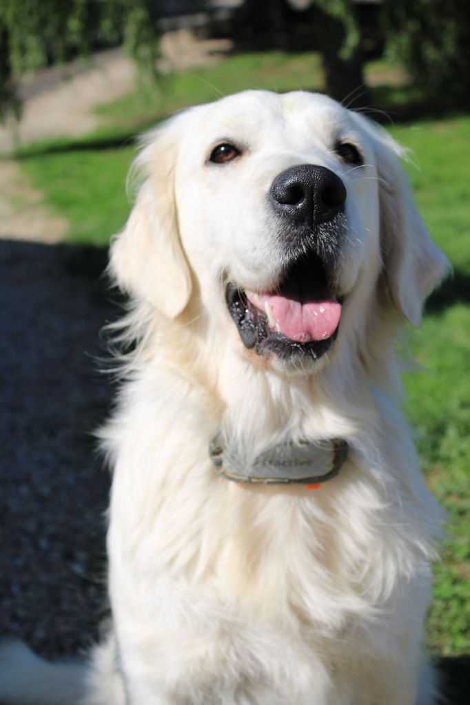 Vic du grand sénéchal