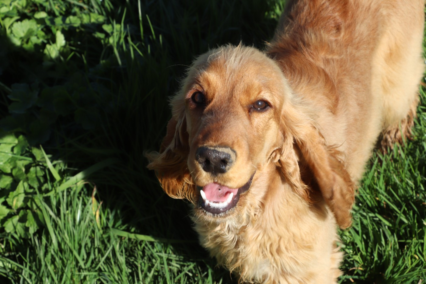 Ariel Du Domaine D'Anteros