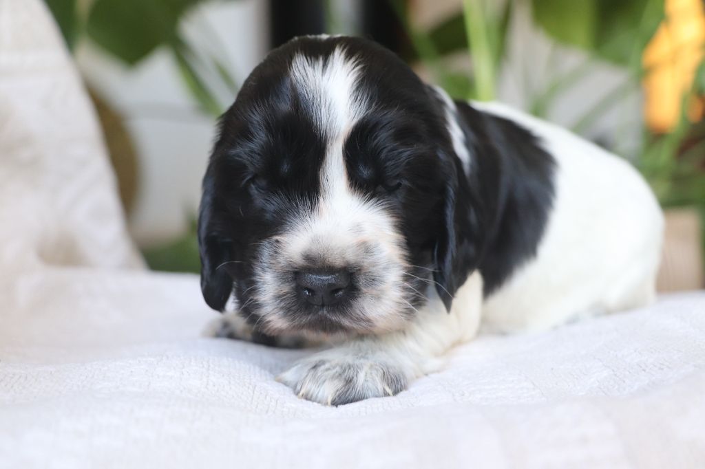 Des Plumes D'Orphée - Chiots disponibles - Cocker Spaniel Anglais