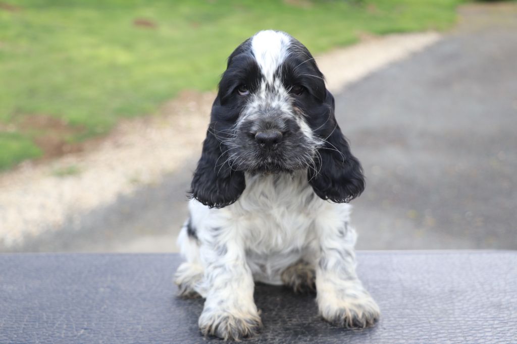 Des Plumes D'Orphée - Chiots disponibles - Cocker Spaniel Anglais