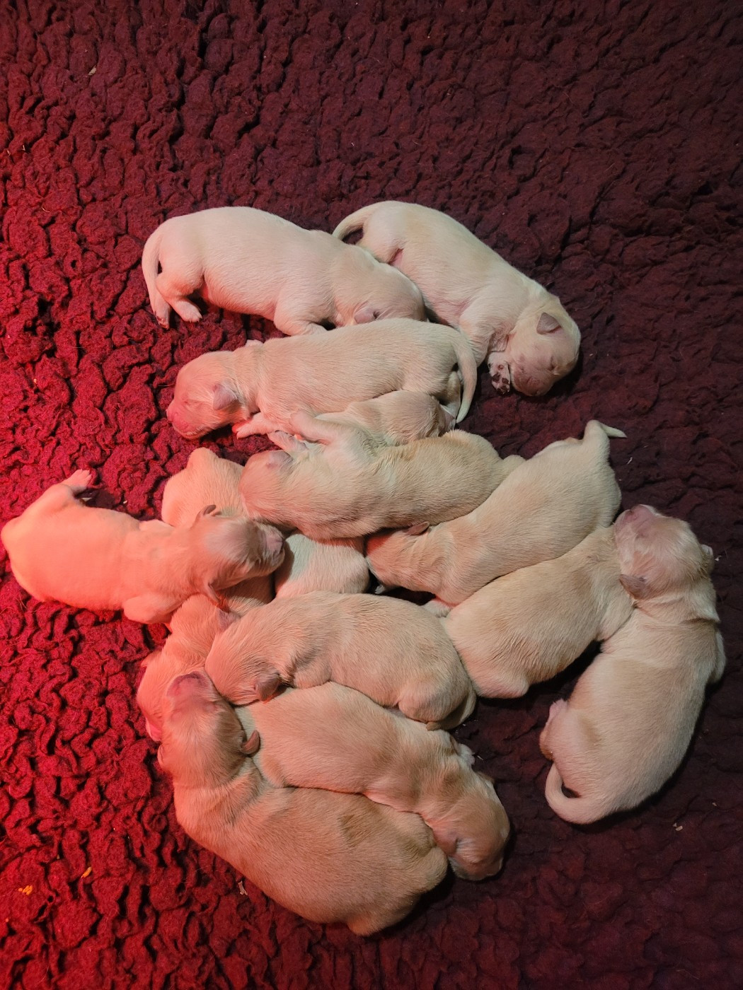 Chiot Golden Retriever Des Plumes D'Orphée