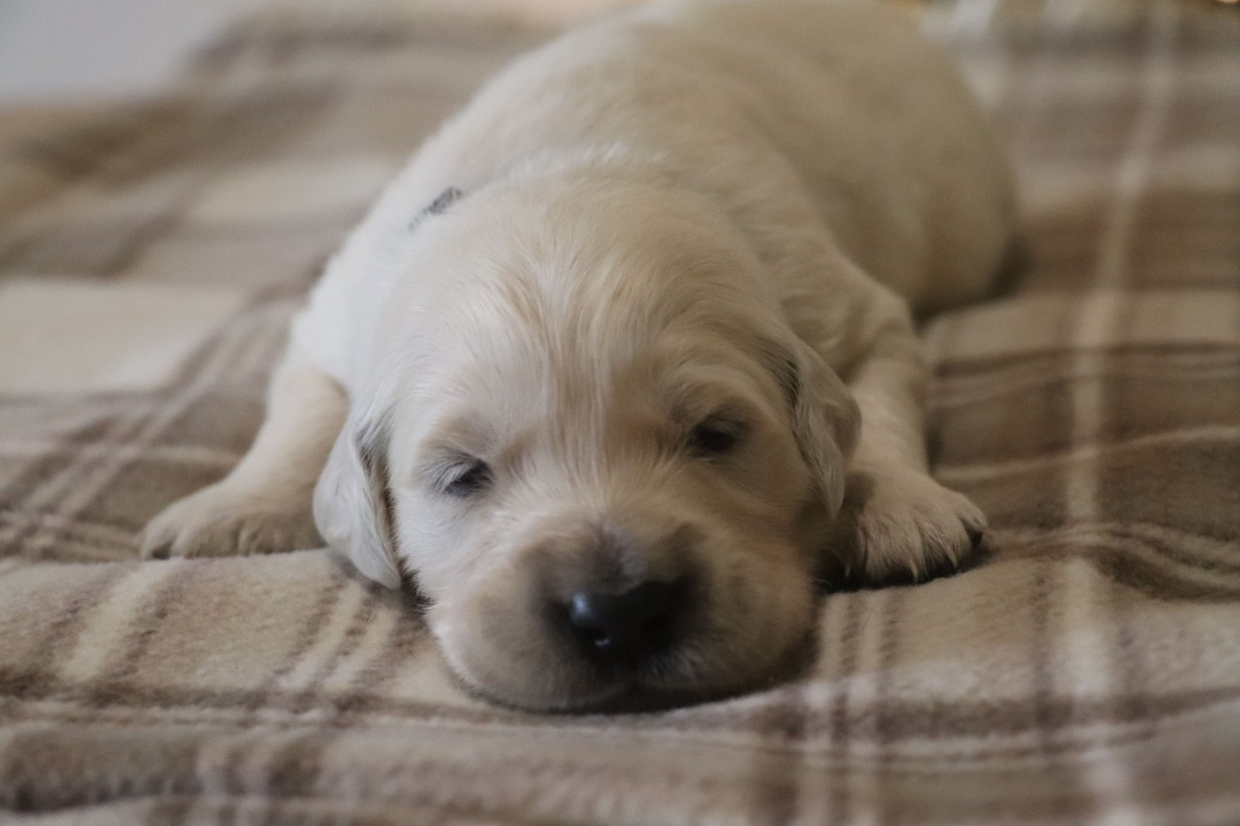 Des Plumes D'Orphée - Chiots disponibles - Golden Retriever