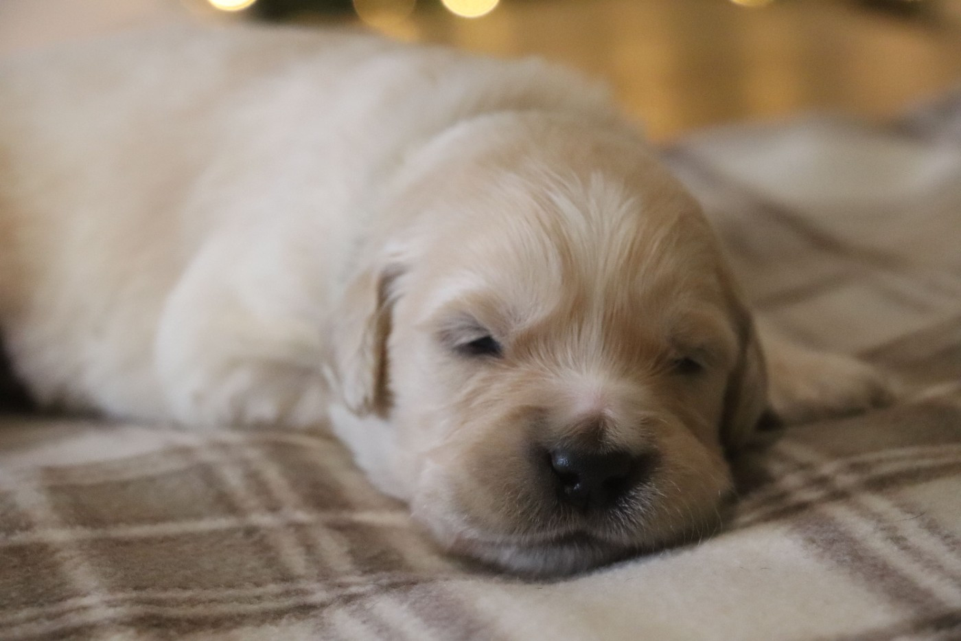 Des Plumes D'Orphée - Chiots disponibles - Golden Retriever