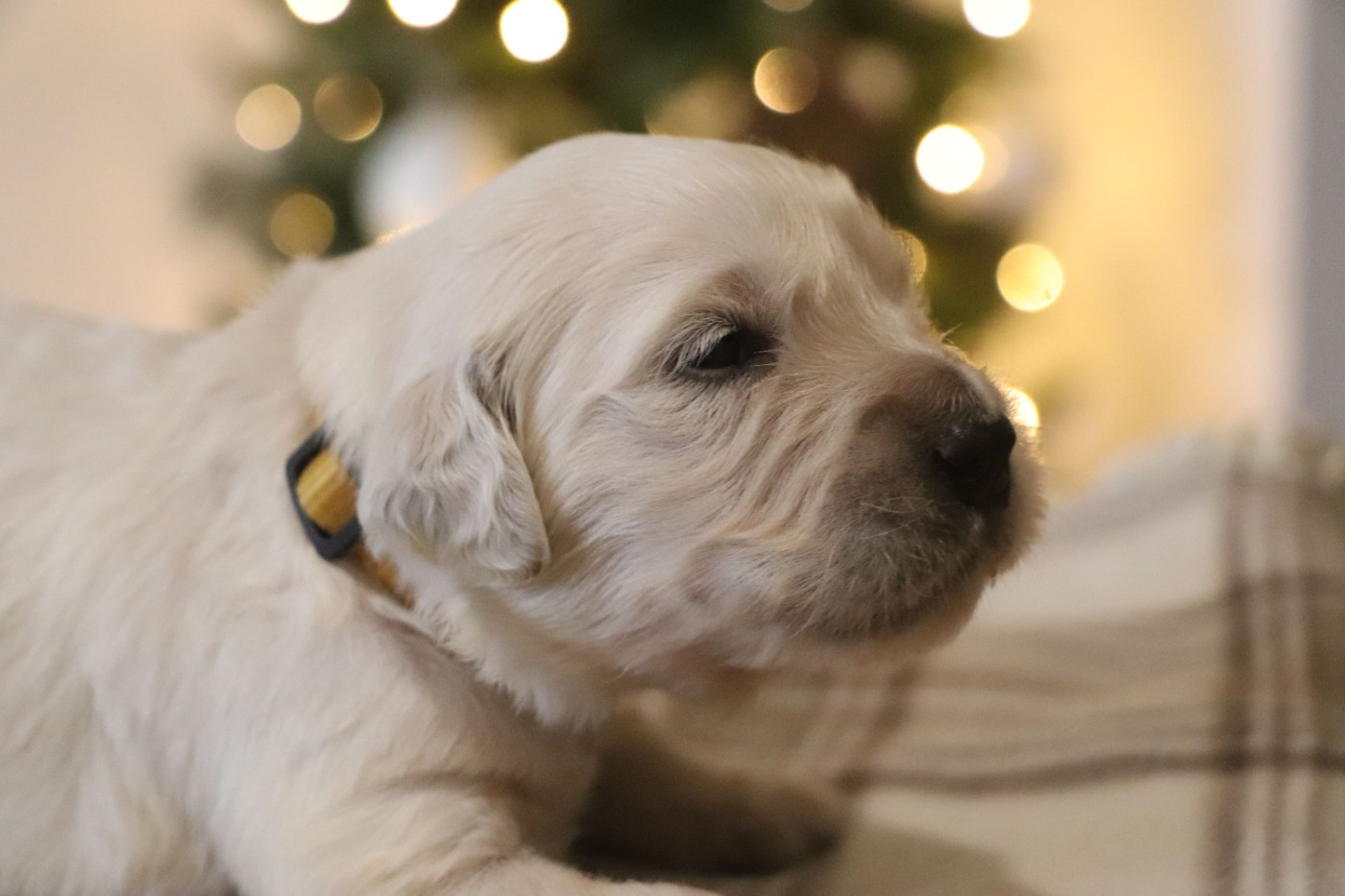 Des Plumes D'Orphée - Chiots disponibles - Golden Retriever