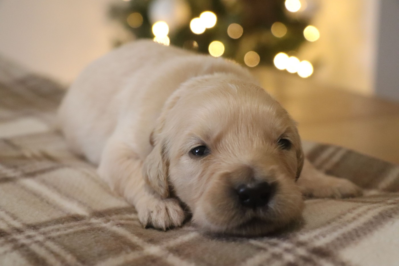 Des Plumes D'Orphée - Chiots disponibles - Golden Retriever