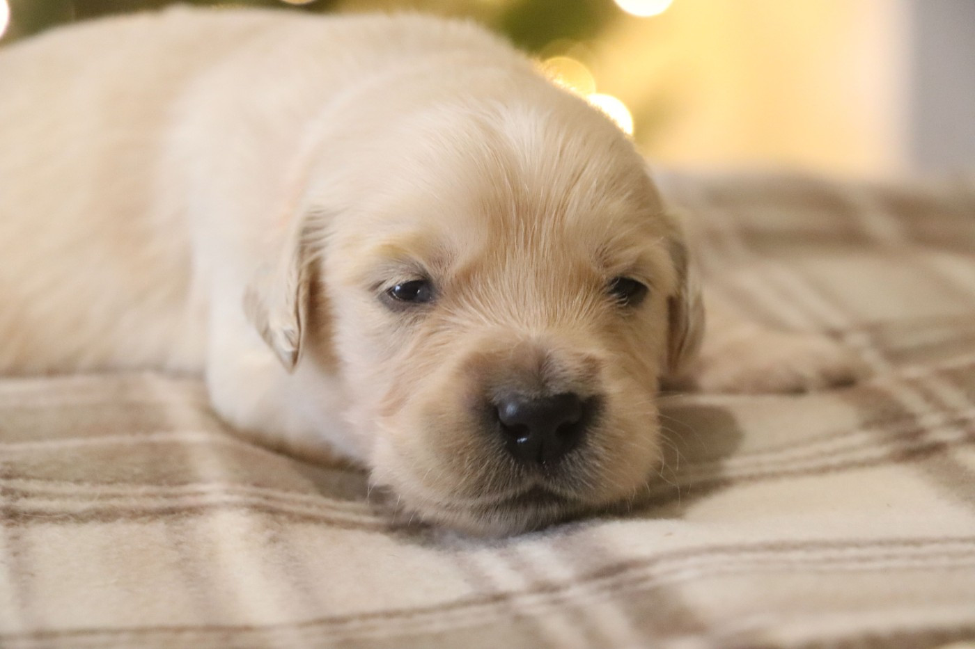 Des Plumes D'Orphée - Chiots disponibles - Golden Retriever