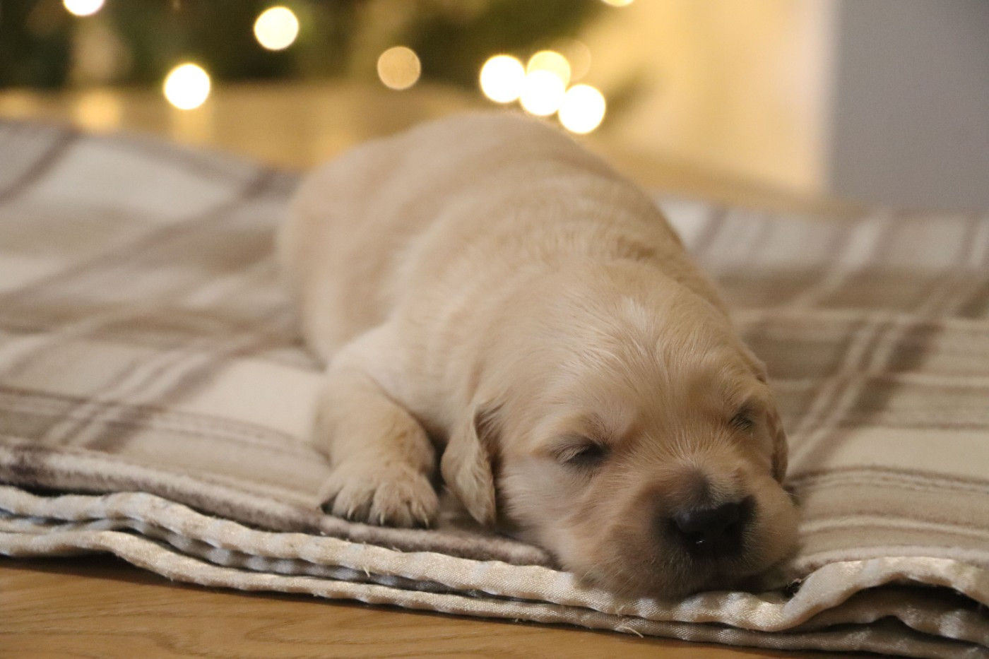 Des Plumes D'Orphée - Chiots disponibles - Golden Retriever