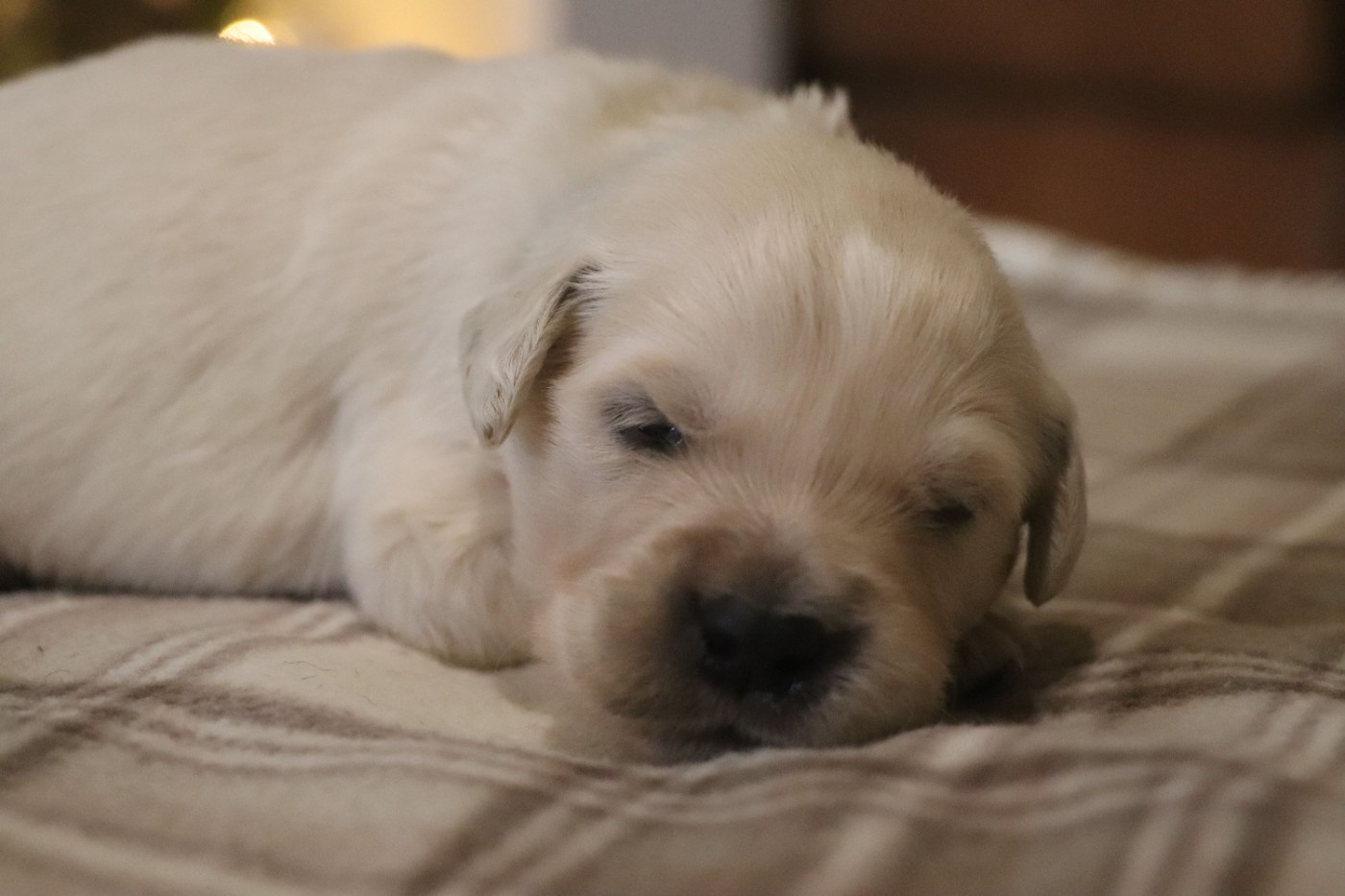 Des Plumes D'Orphée - Chiots disponibles - Golden Retriever