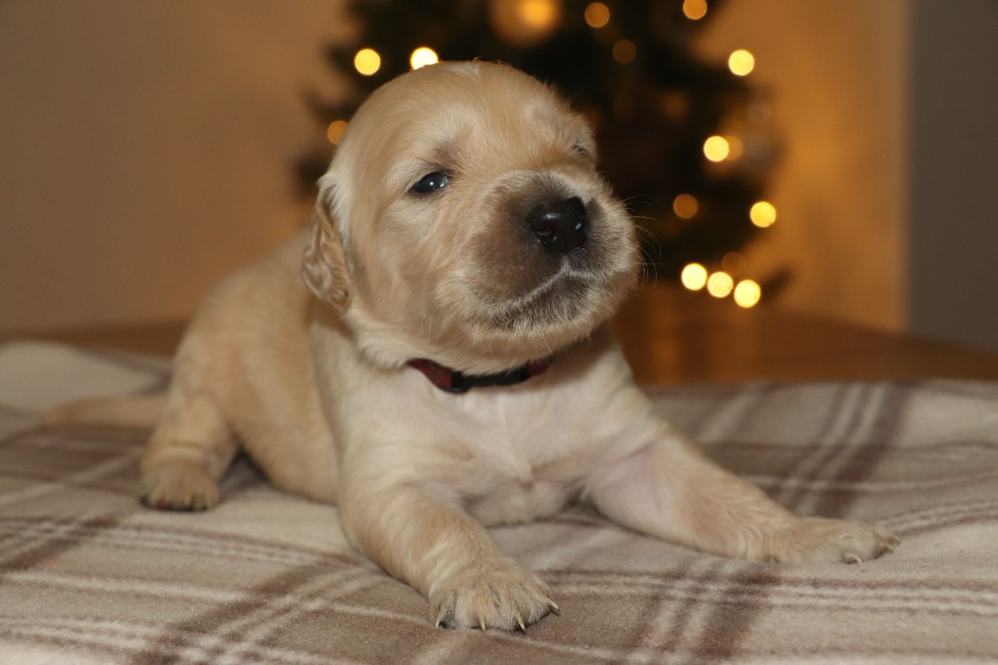 Des Plumes D'Orphée - Chiots disponibles - Golden Retriever