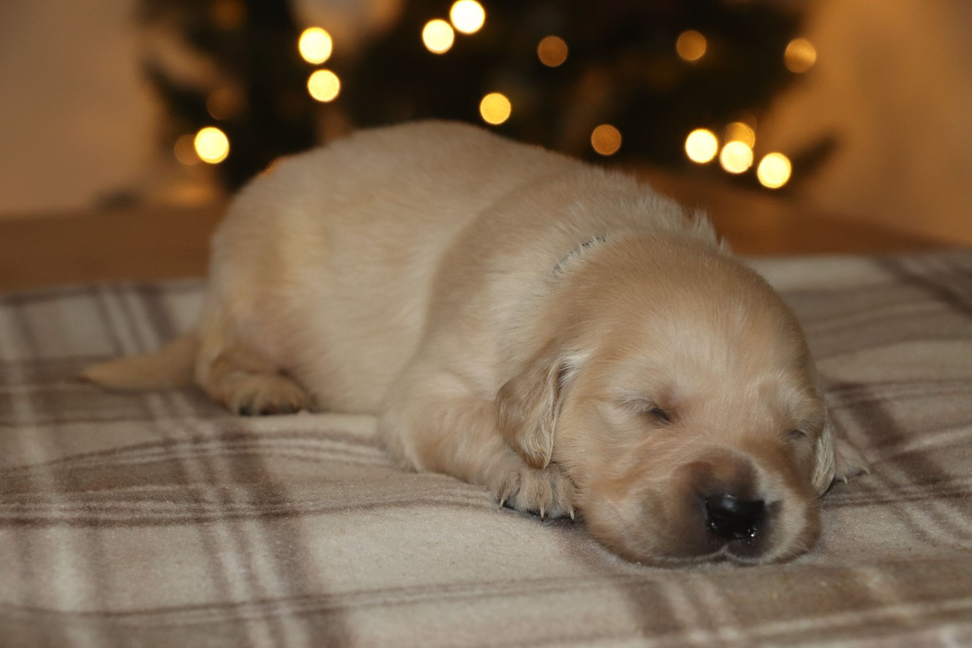 Des Plumes D'Orphée - Chiots disponibles - Golden Retriever