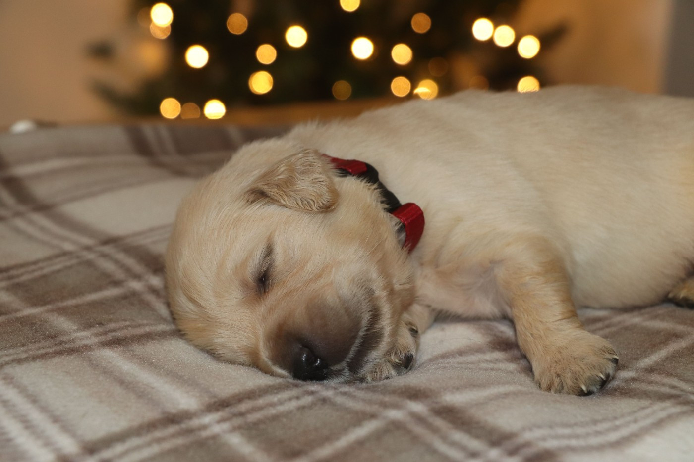 Des Plumes D'Orphée - Chiots disponibles - Golden Retriever