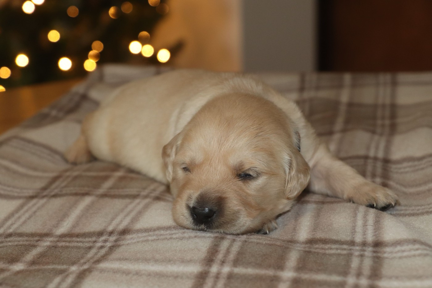 Des Plumes D'Orphée - Chiots disponibles - Golden Retriever