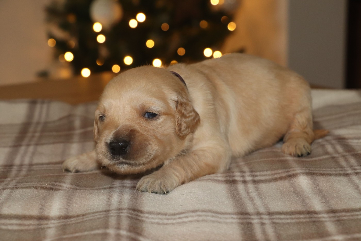 Des Plumes D'Orphée - Chiots disponibles - Golden Retriever