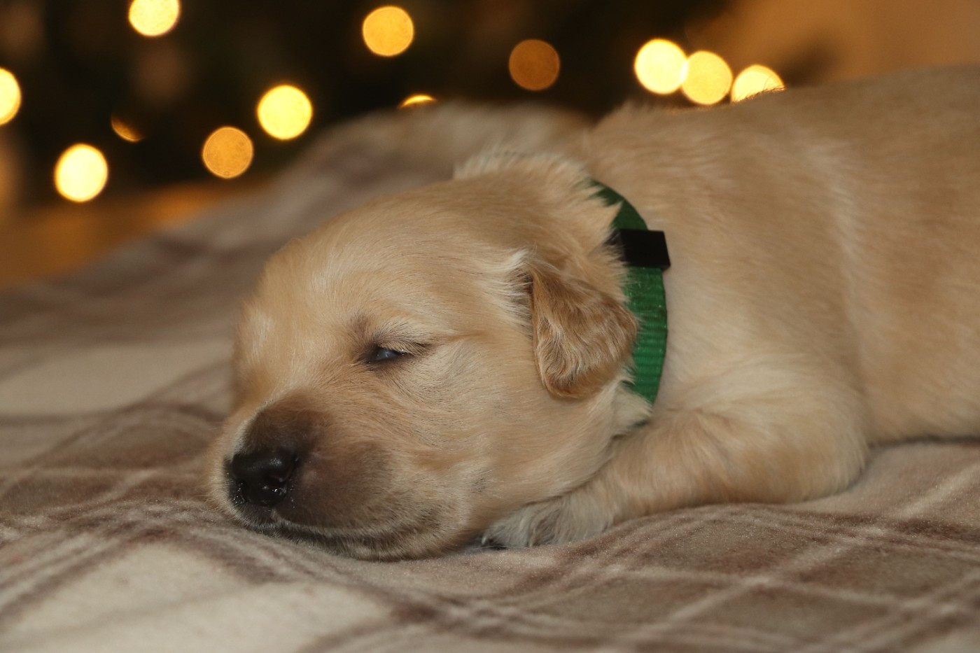 Des Plumes D'Orphée - Chiots disponibles - Golden Retriever