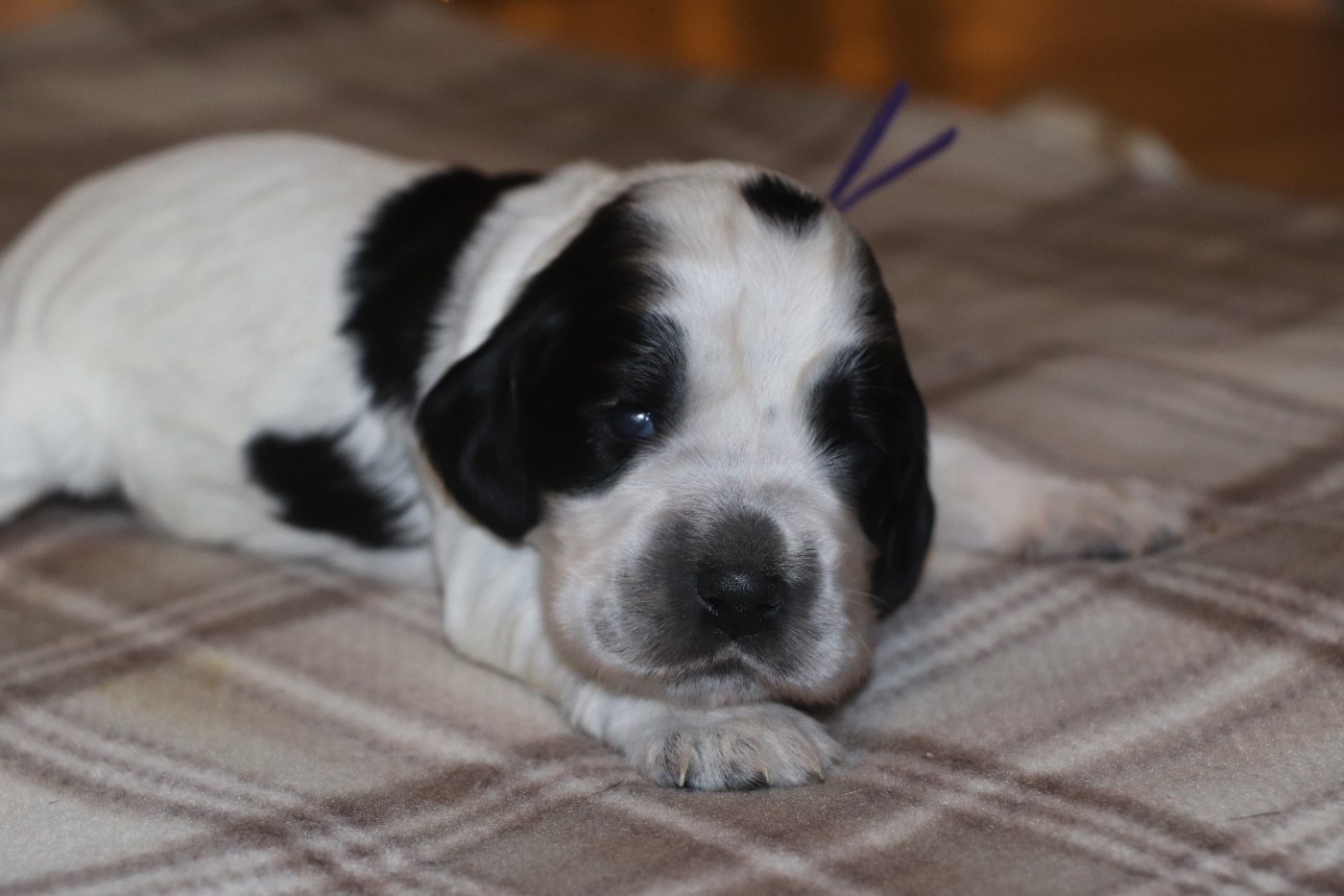 Des Plumes D'Orphée - Chiots disponibles - Cocker Spaniel Anglais