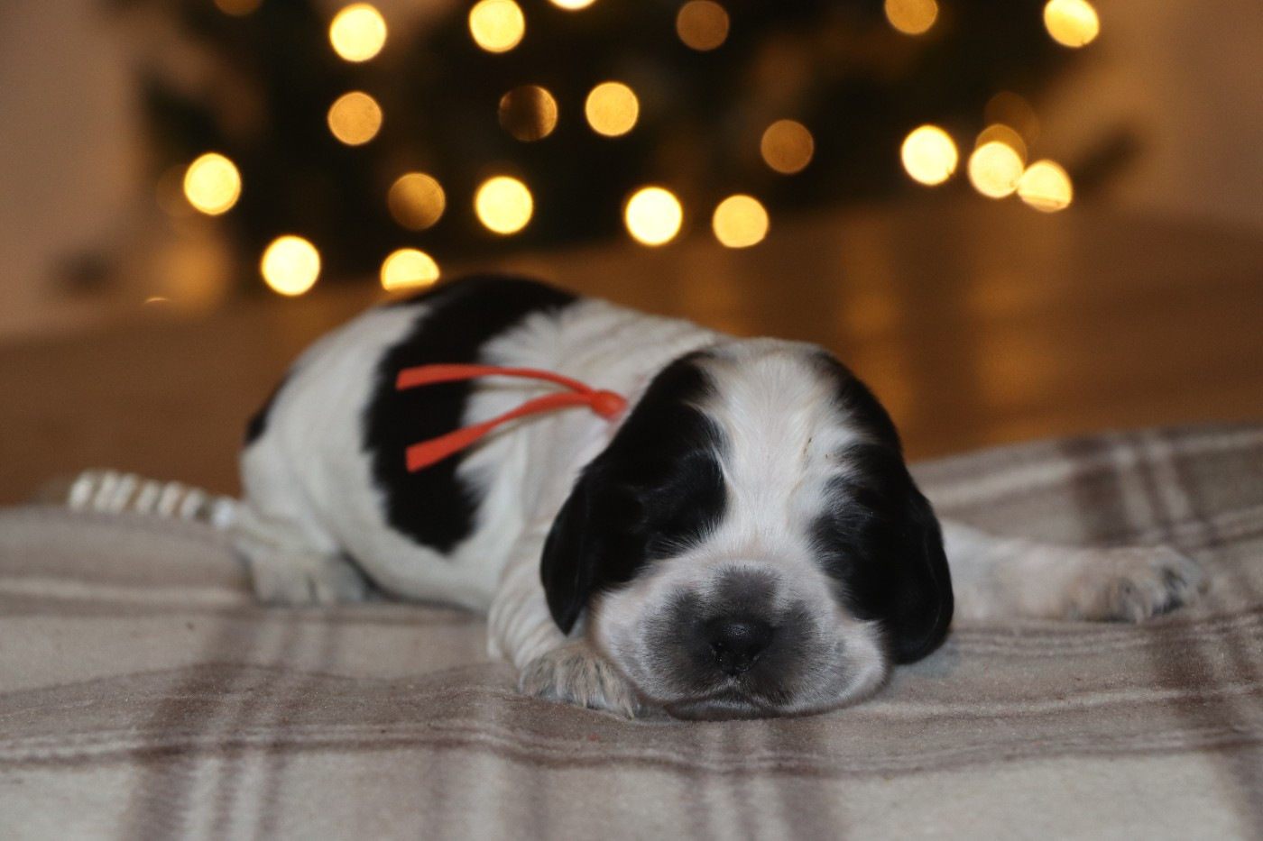 Des Plumes D'Orphée - Chiots disponibles - Cocker Spaniel Anglais