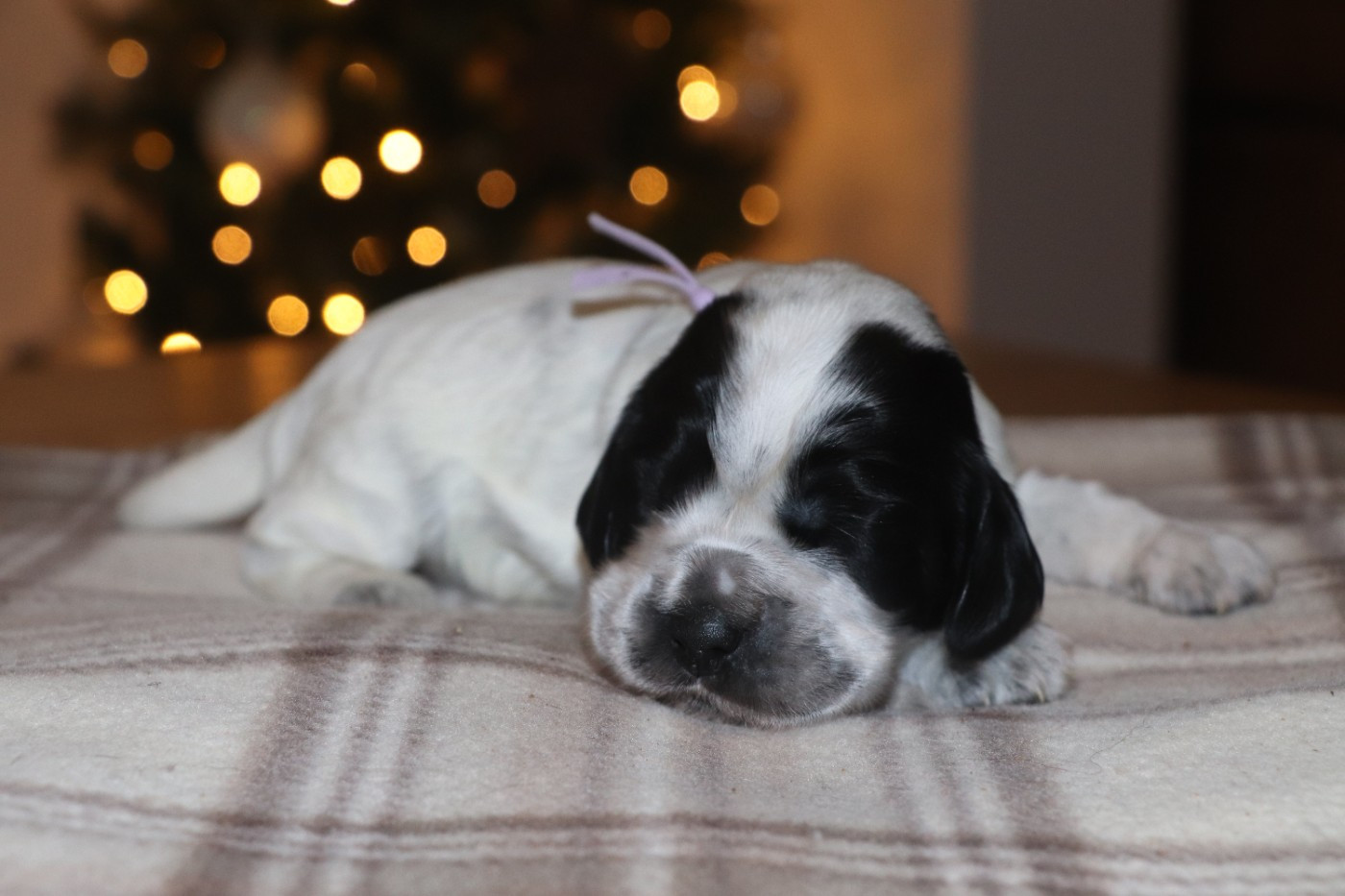 Des Plumes D'Orphée - Chiots disponibles - Cocker Spaniel Anglais