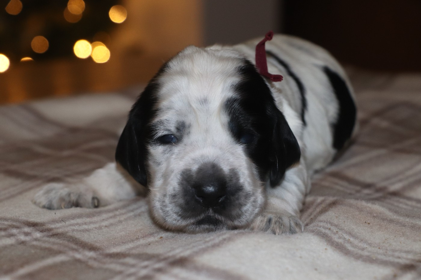 Des Plumes D'Orphée - Chiots disponibles - Cocker Spaniel Anglais