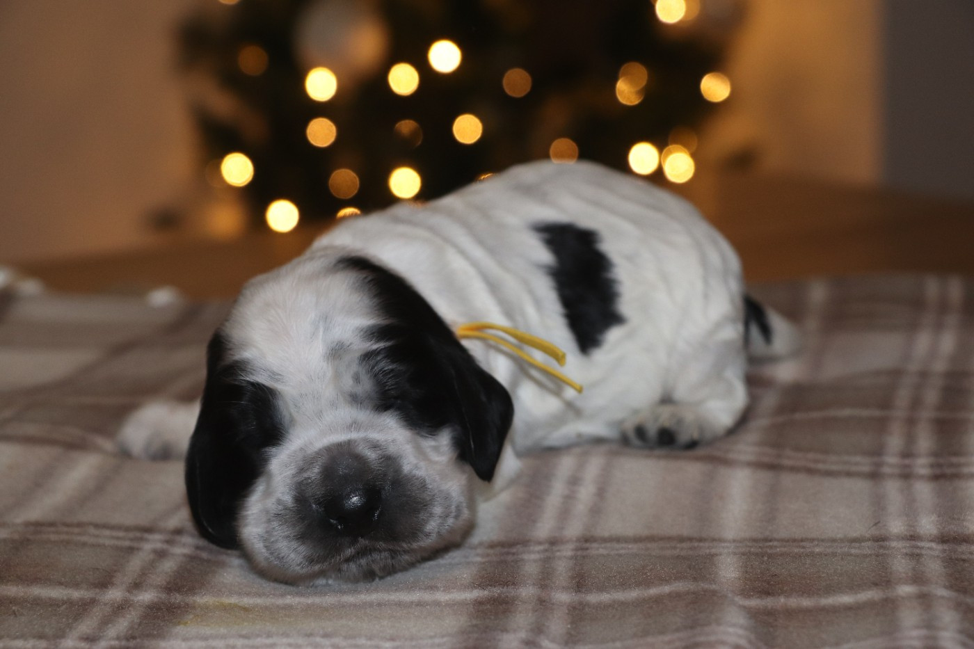 Des Plumes D'Orphée - Chiots disponibles - Cocker Spaniel Anglais