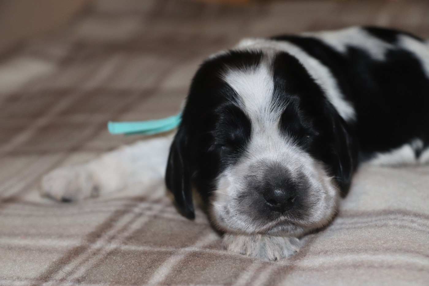 Des Plumes D'Orphée - Chiots disponibles - Cocker Spaniel Anglais