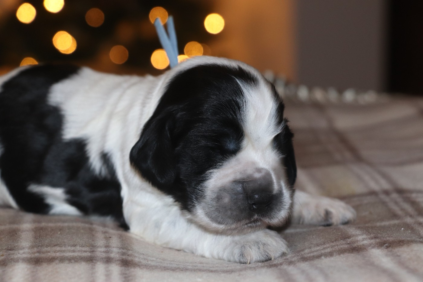 Des Plumes D'Orphée - Chiots disponibles - Cocker Spaniel Anglais